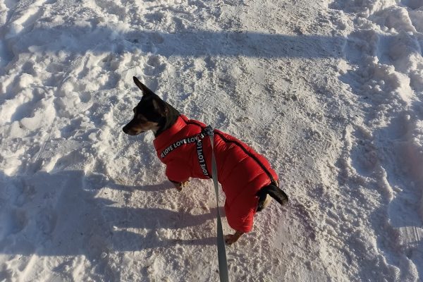 Зоопсихолог Лукьянова объяснила, нужна ли собакам зимняя одежда и как её выбрать